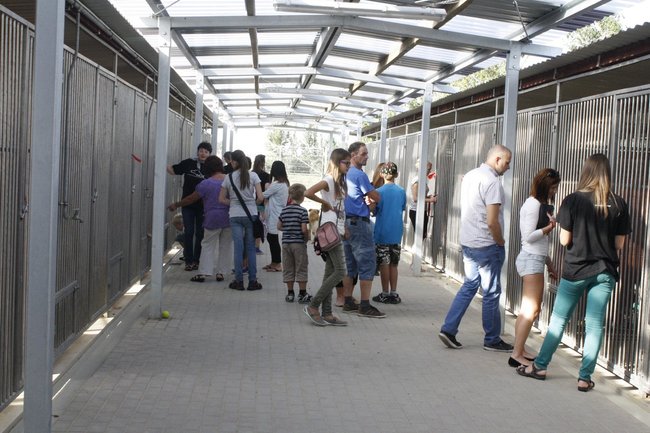 Znalazły nowy dom - zdjęcia