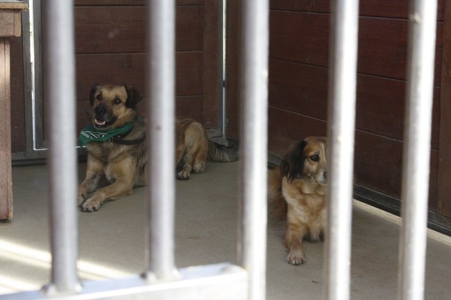 Znalazły nowy dom - zdjęcia