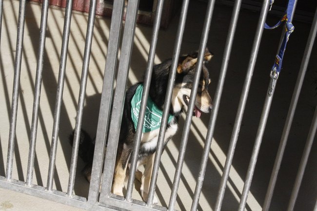 Znalazły nowy dom - zdjęcia