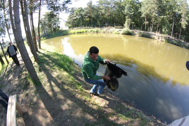 Obrodziło karpiami - zdjęcia
