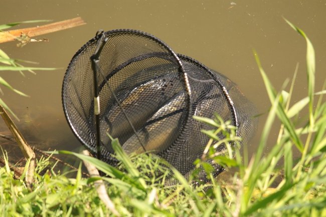 Obrodziło karpiami - zdjęcia