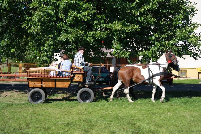 W pogoni za lisem - zdjęcia