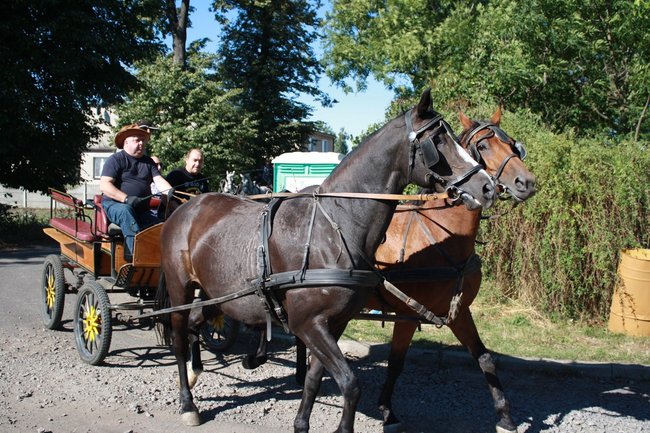 W pogoni za lisem - zdjęcia