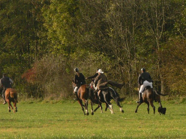 W pogoni za lisem - zdjęcia