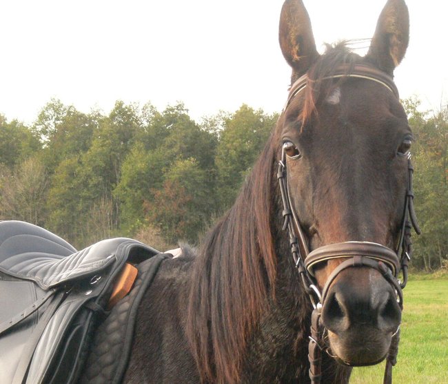 W pogoni za lisem - zdjęcia