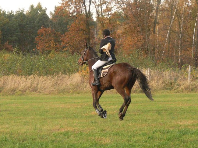 W pogoni za lisem - zdjęcia