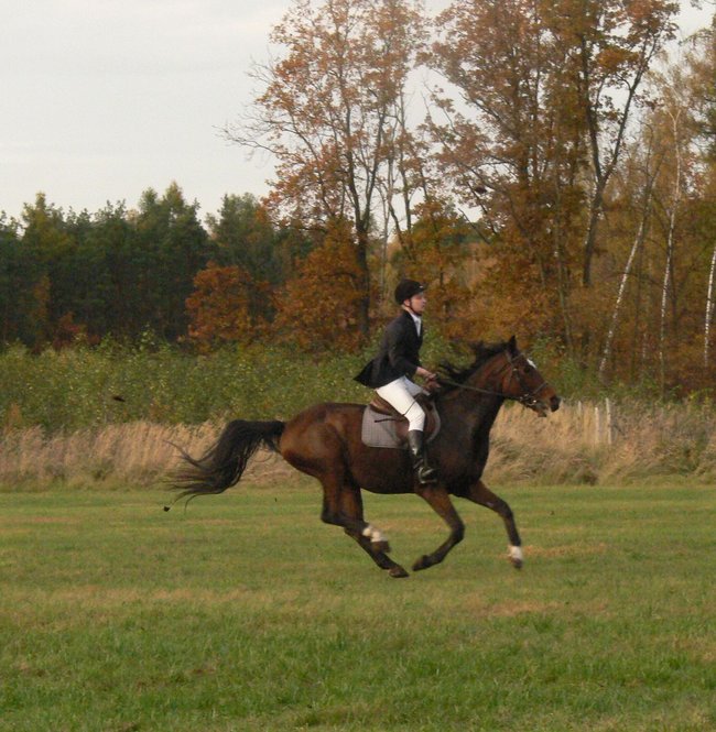 W pogoni za lisem - zdjęcia