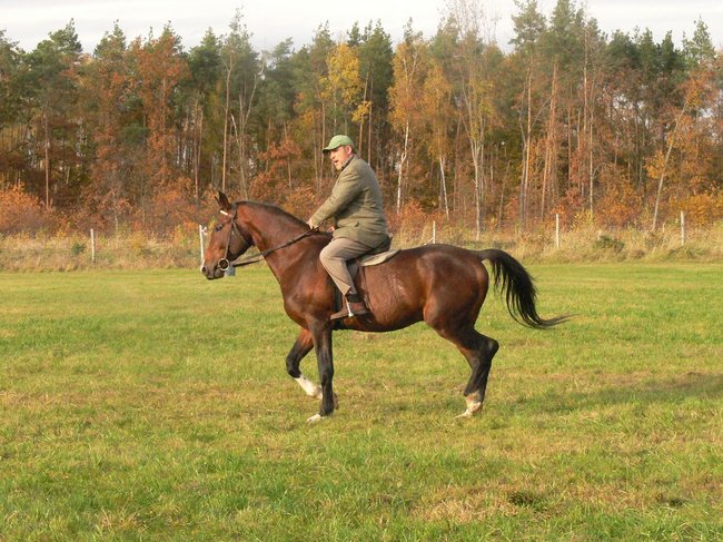 W pogoni za lisem - zdjęcia