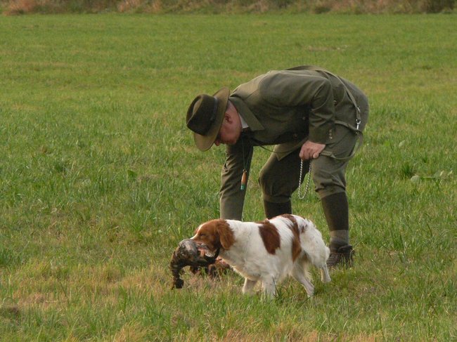W pogoni za lisem - zdjęcia