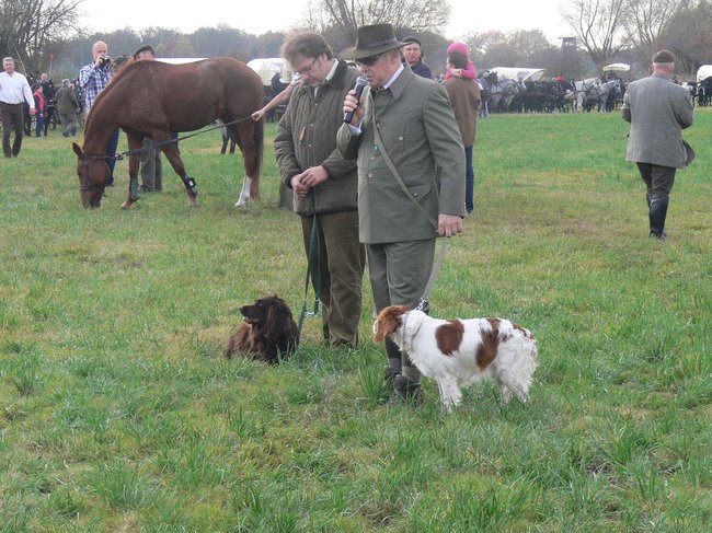 W pogoni za lisem - zdjęcia