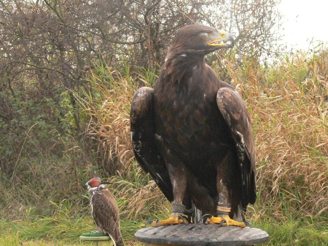 W pogoni za lisem - zdjęcia