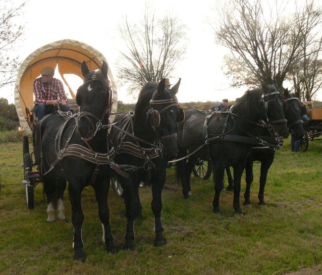 W pogoni za lisem - zdjęcia