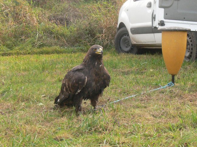 W pogoni za lisem - zdjęcia