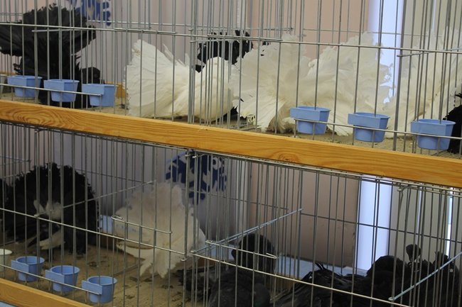 Przyjechały z całego kraju - zdjęcia