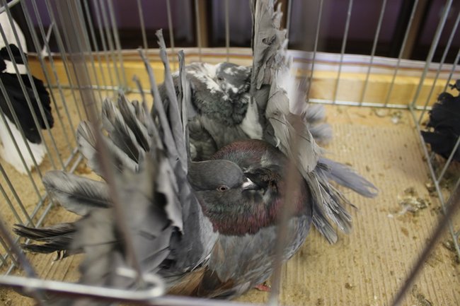 Przyjechały z całego kraju - zdjęcia