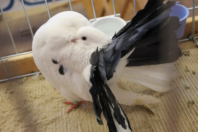 Przyjechały z całego kraju - zdjęcia