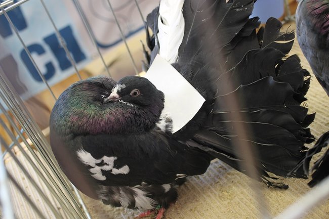 Przyjechały z całego kraju - zdjęcia