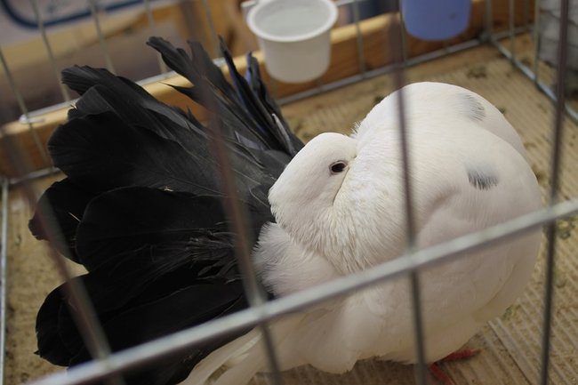 Przyjechały z całego kraju - zdjęcia