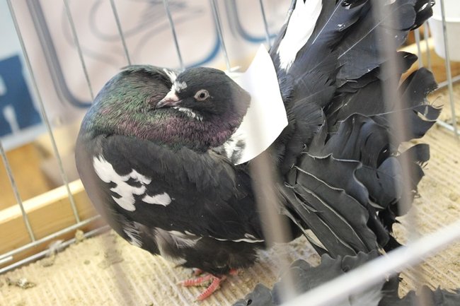 Przyjechały z całego kraju - zdjęcia