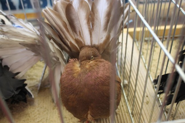 Przyjechały z całego kraju - zdjęcia