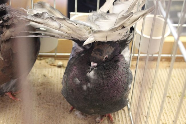 Przyjechały z całego kraju - zdjęcia