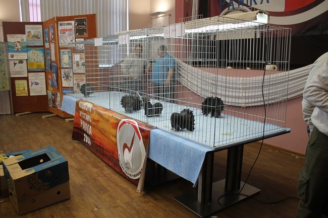 Przyjechały z całego kraju - zdjęcia