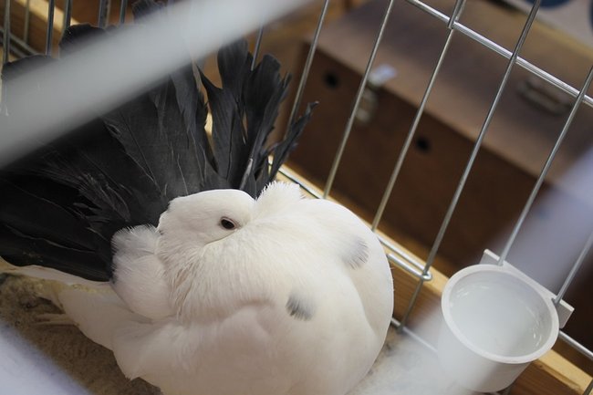 Przyjechały z całego kraju - zdjęcia