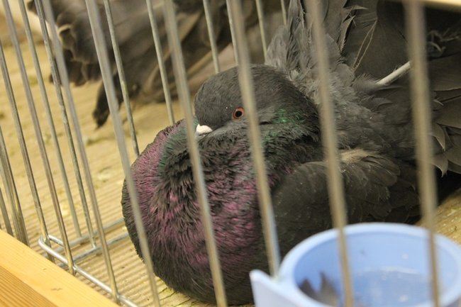 Przyjechały z całego kraju - zdjęcia