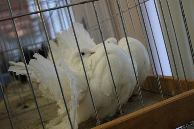 Przyjechały z całego kraju - zdjęcia