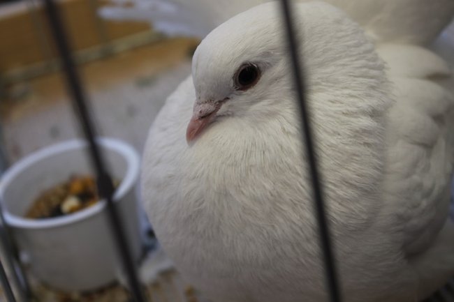 Przyjechały z całego kraju - zdjęcia