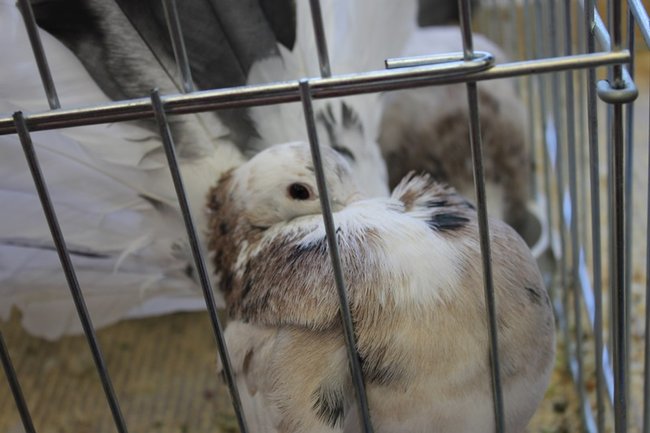 Przyjechały z całego kraju - zdjęcia