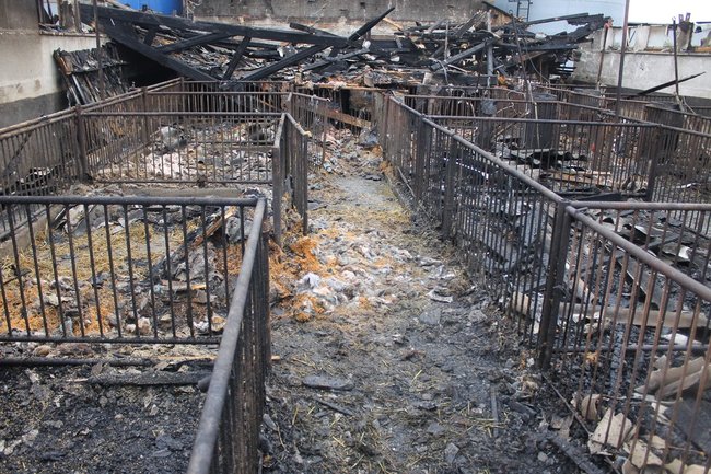 Zwierzęta spłonęły żywcem - zdjęcia