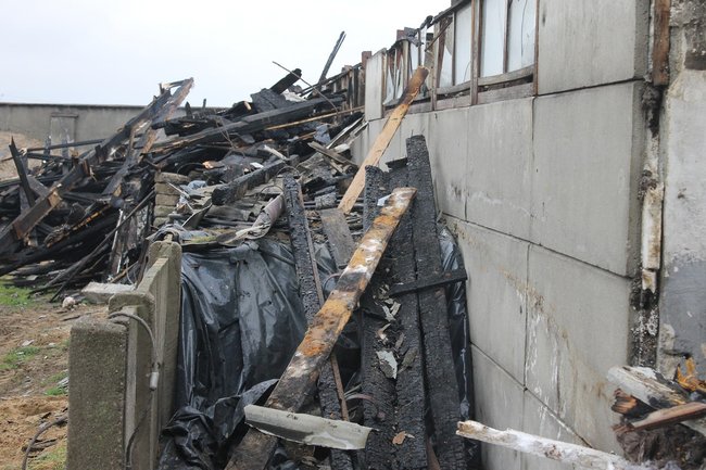 Zwierzęta spłonęły żywcem - zdjęcia