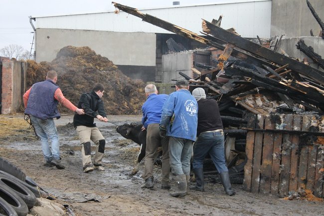 Zwierzęta spłonęły żywcem - zdjęcia