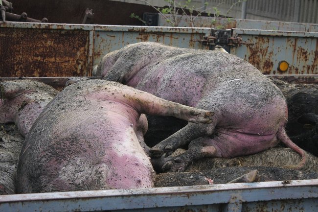 Zwierzęta spłonęły żywcem - zdjęcia