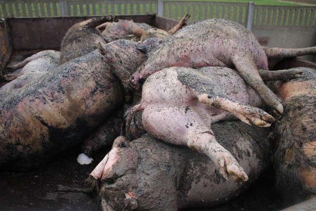 Zwierzęta spłonęły żywcem - zdjęcia