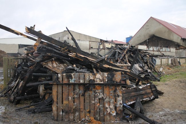 Zwierzęta spłonęły żywcem - zdjęcia