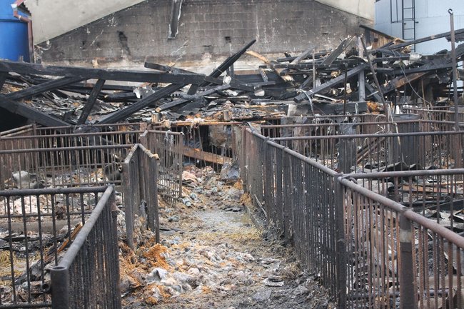 Zwierzęta spłonęły żywcem - zdjęcia