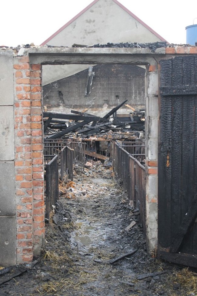 Zwierzęta spłonęły żywcem - zdjęcia