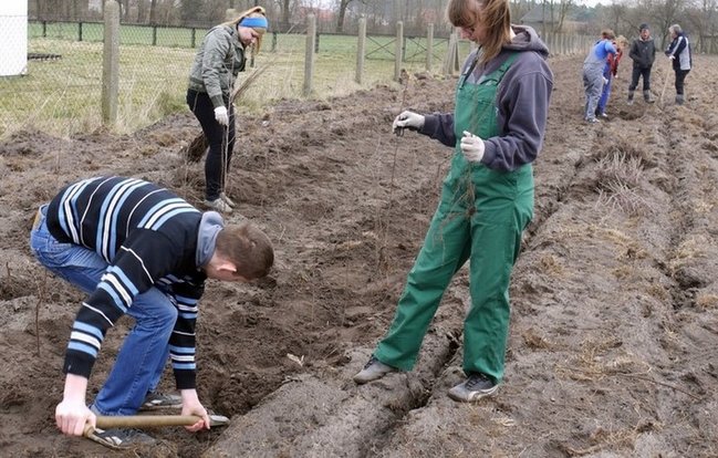 Posadzili tysiące drzew - zdjęcia