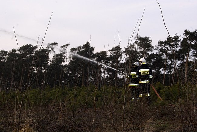 Płonął las - zdjęcia