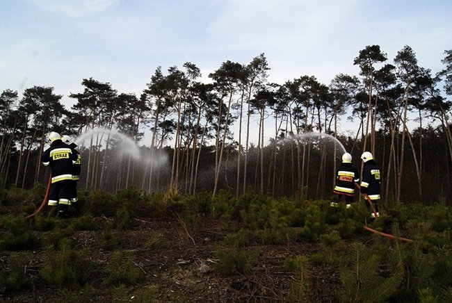 Płonął las - zdjęcia