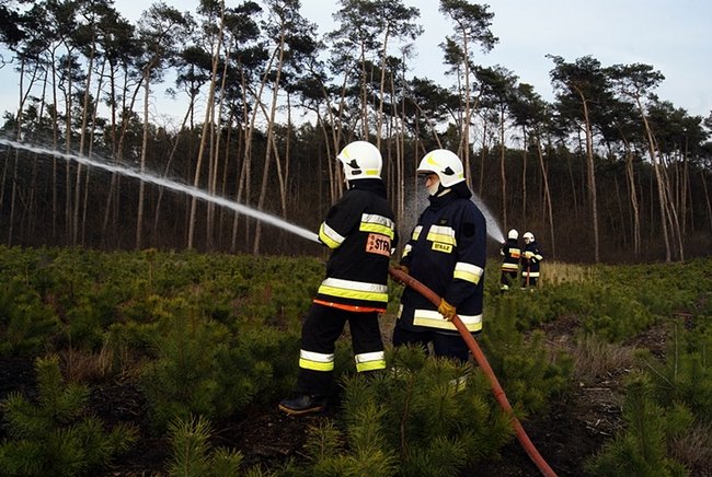 Płonął las - zdjęcia