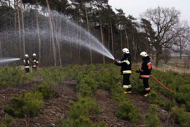 Płonął las - zdjęcia