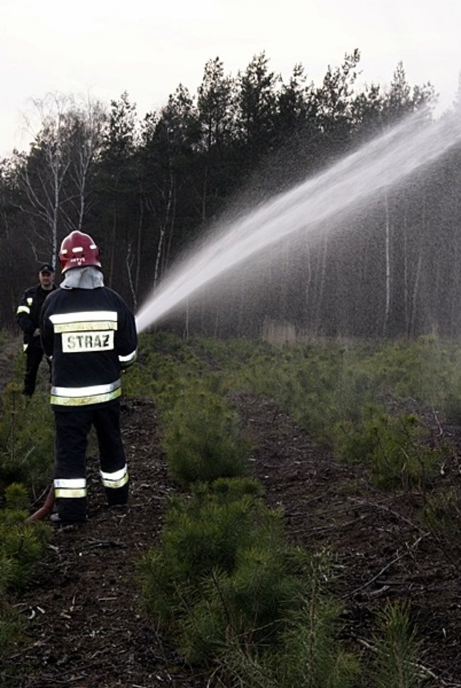 Płonął las - zdjęcia
