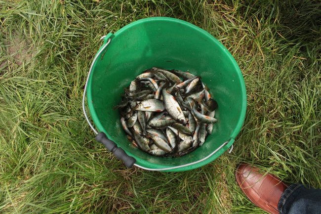 Leszcz na wagę pucharu - zdjęcia