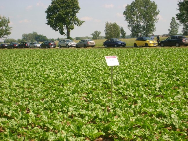O burakach wiedzą najwięcej - zdjęcia