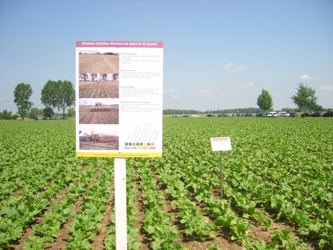 O burakach wiedzą najwięcej - zdjęcia