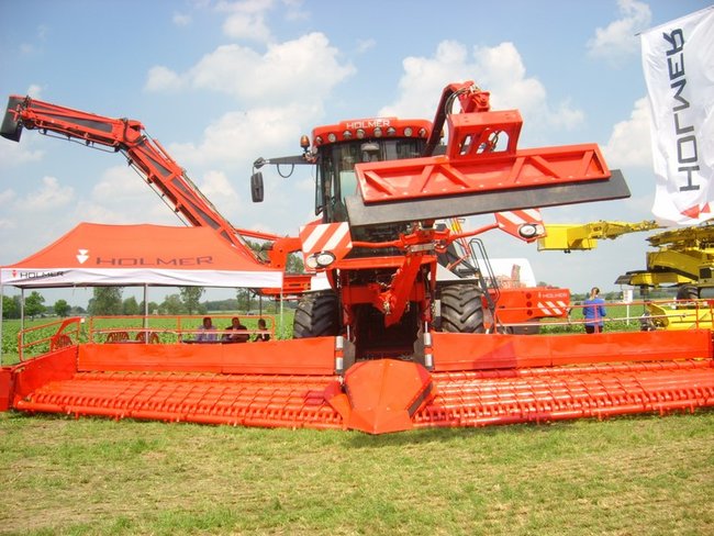 O burakach wiedzą najwięcej - zdjęcia