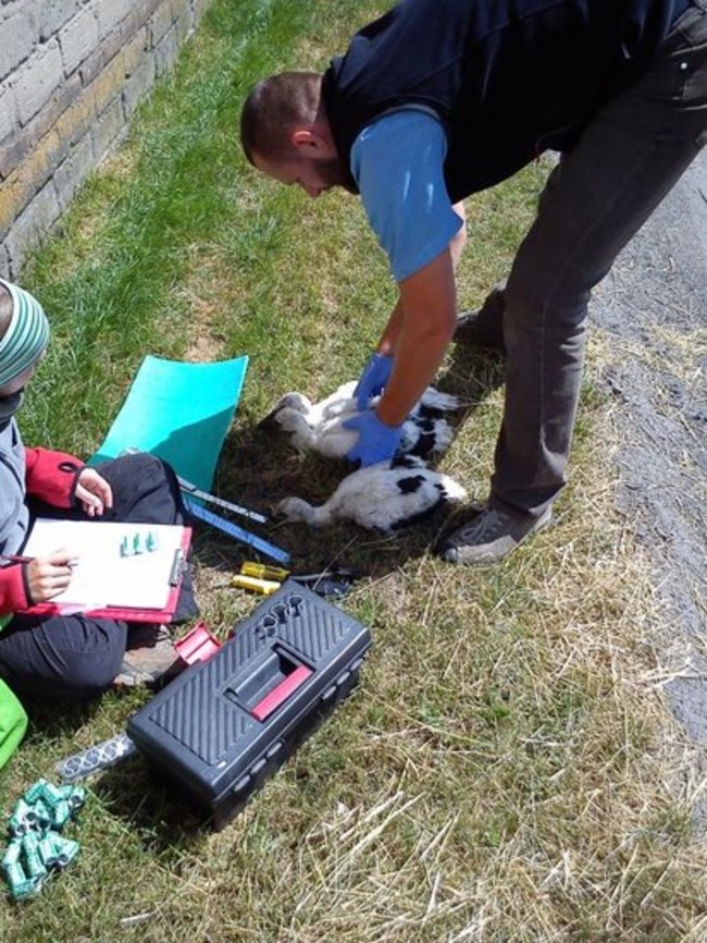 Szczęśliwy dom, gdzie boćki są - zdjęcia